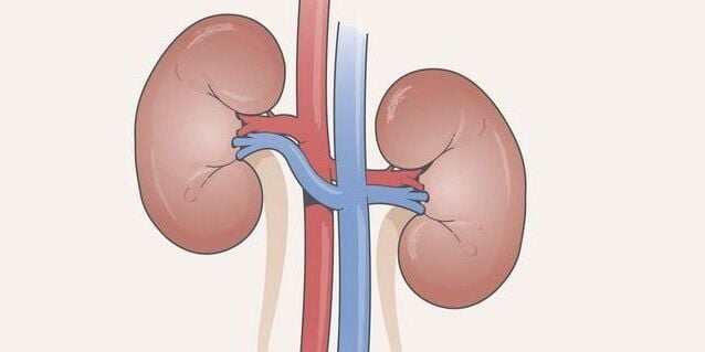 How Kidneys Work