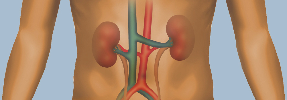 How Kidneys Work